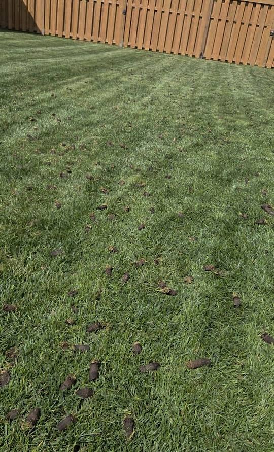 Freshly aerated lawn showing soil plugs